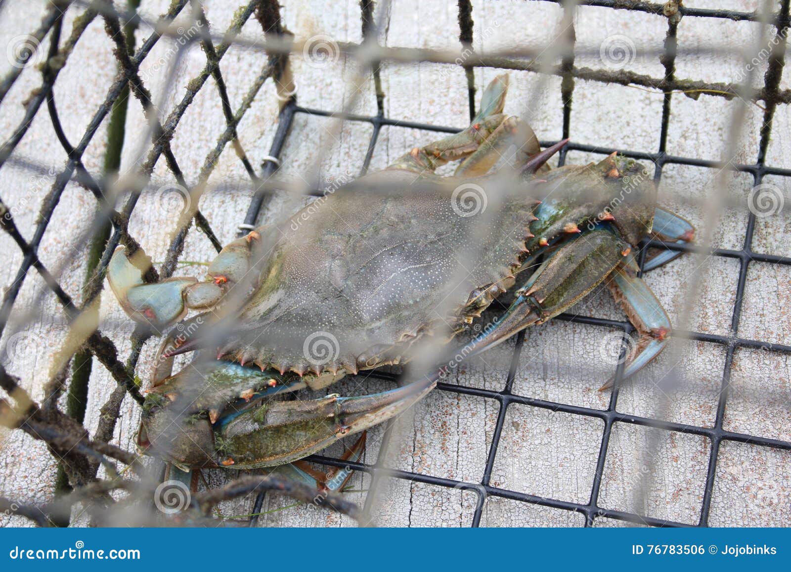 Maryland Blue Crab in Trap stock photo. Image of trap - 76783506