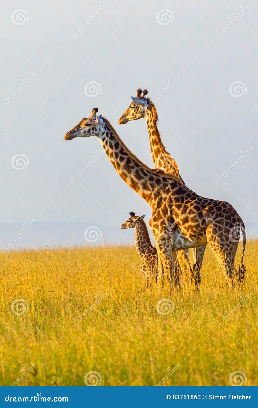 masai giraffe family