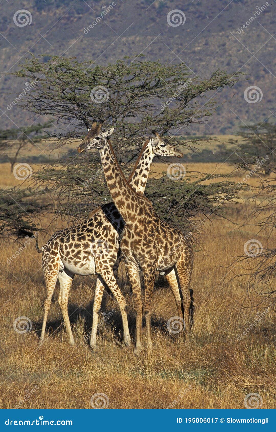 MASAI GIRAFFE Giraffa Camelopardalis Tippelskirchi, MALE and FEMALE in