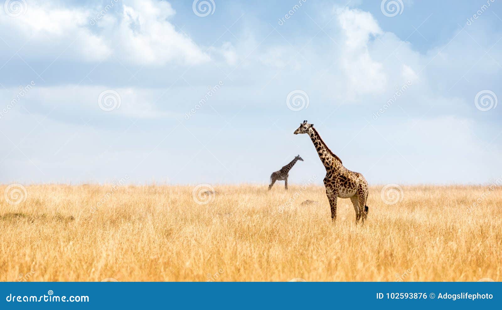 masai giraffe in kenya plains