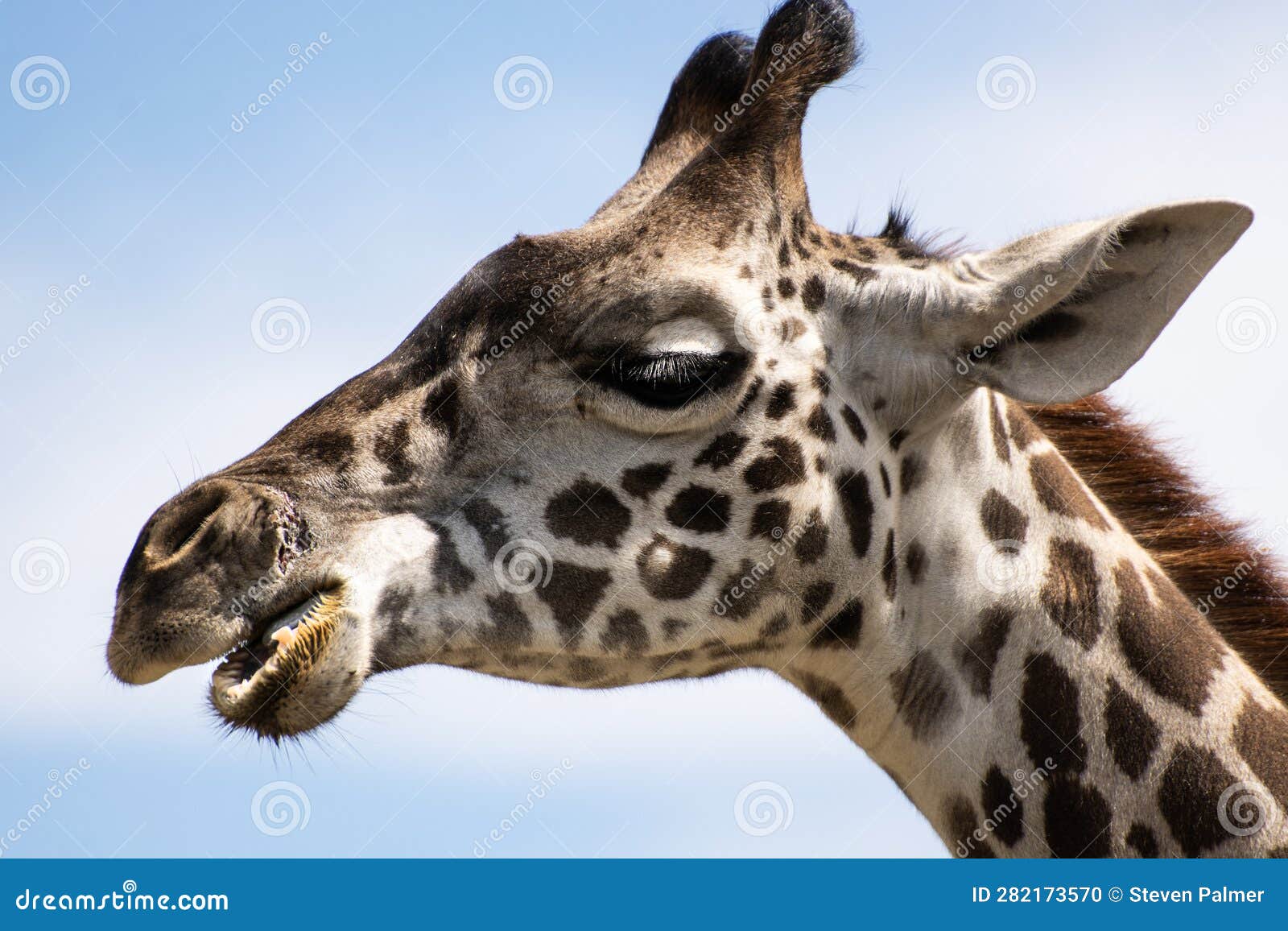 Patterned Head in the Sky stock photo. Image of tallest - 282173570