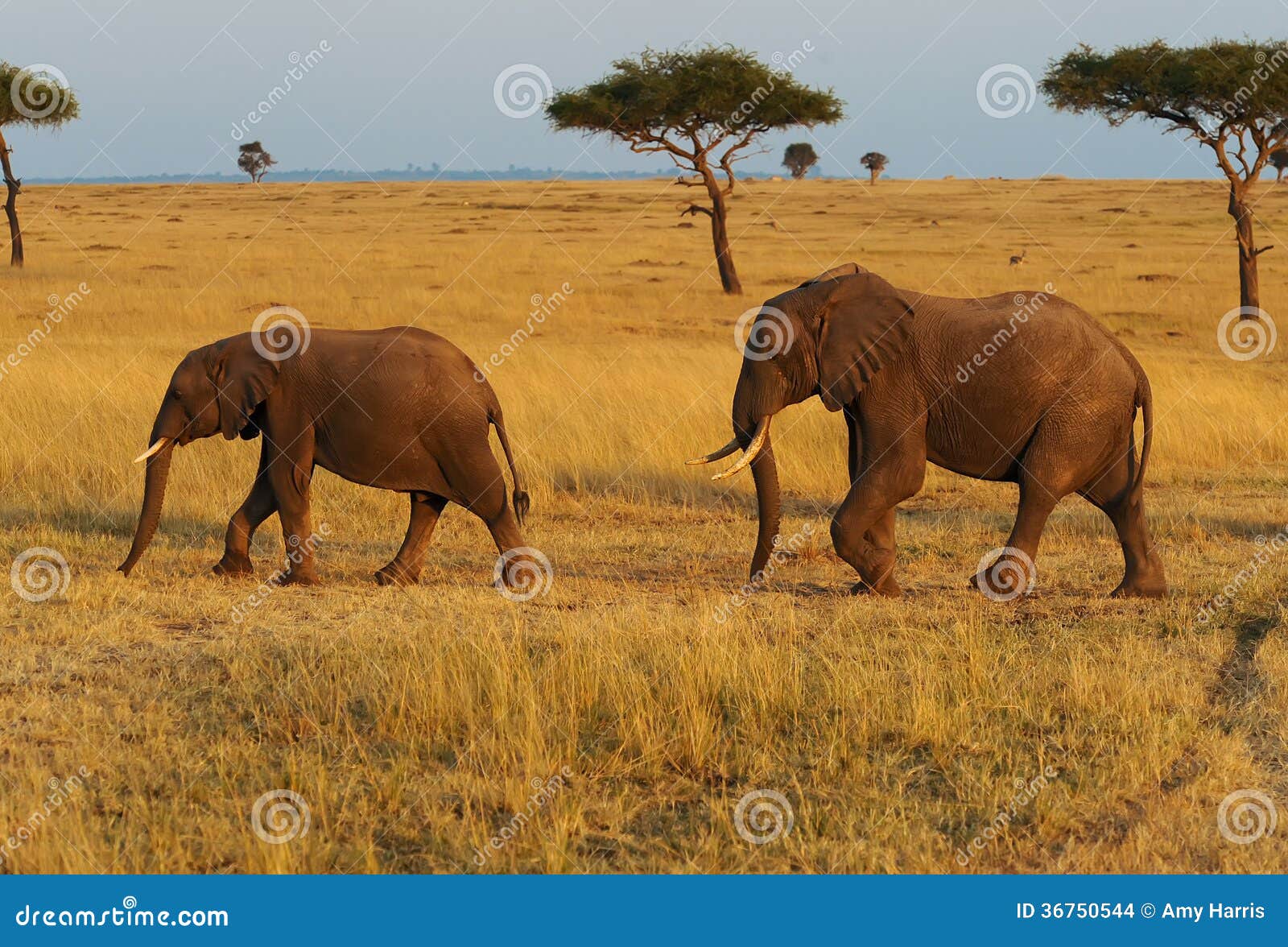 masai mara elephants