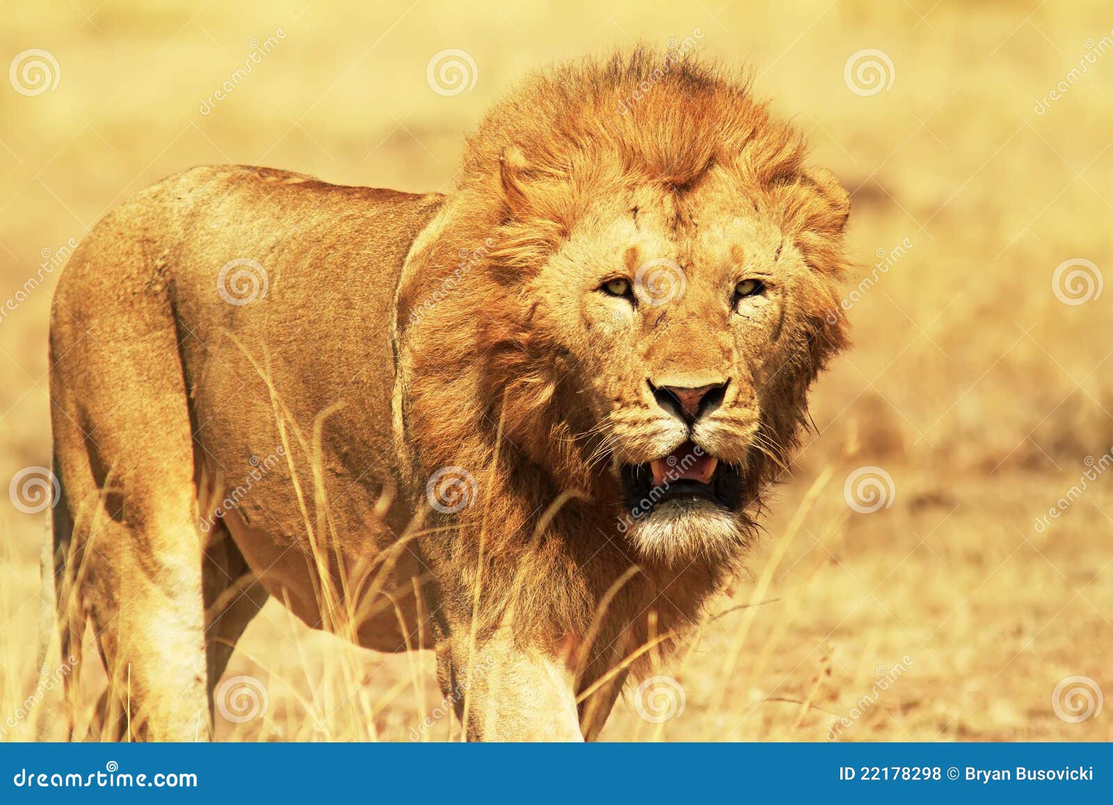 masai mara lion