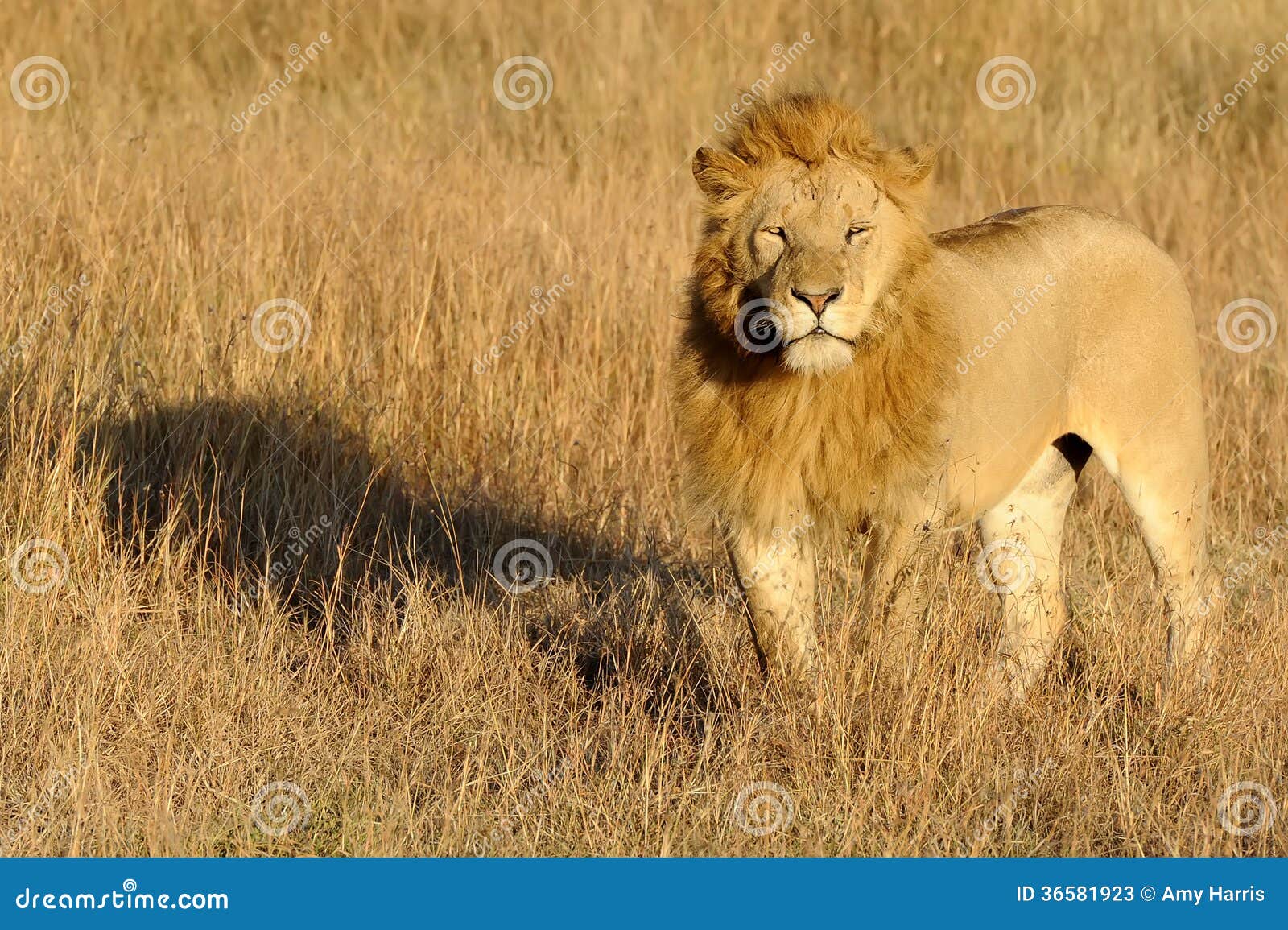 Masai Mara Lion. Un leone africano (panthera Leo) sul safari masai di Mara National Reserve nel Kenya sudoccidentale.