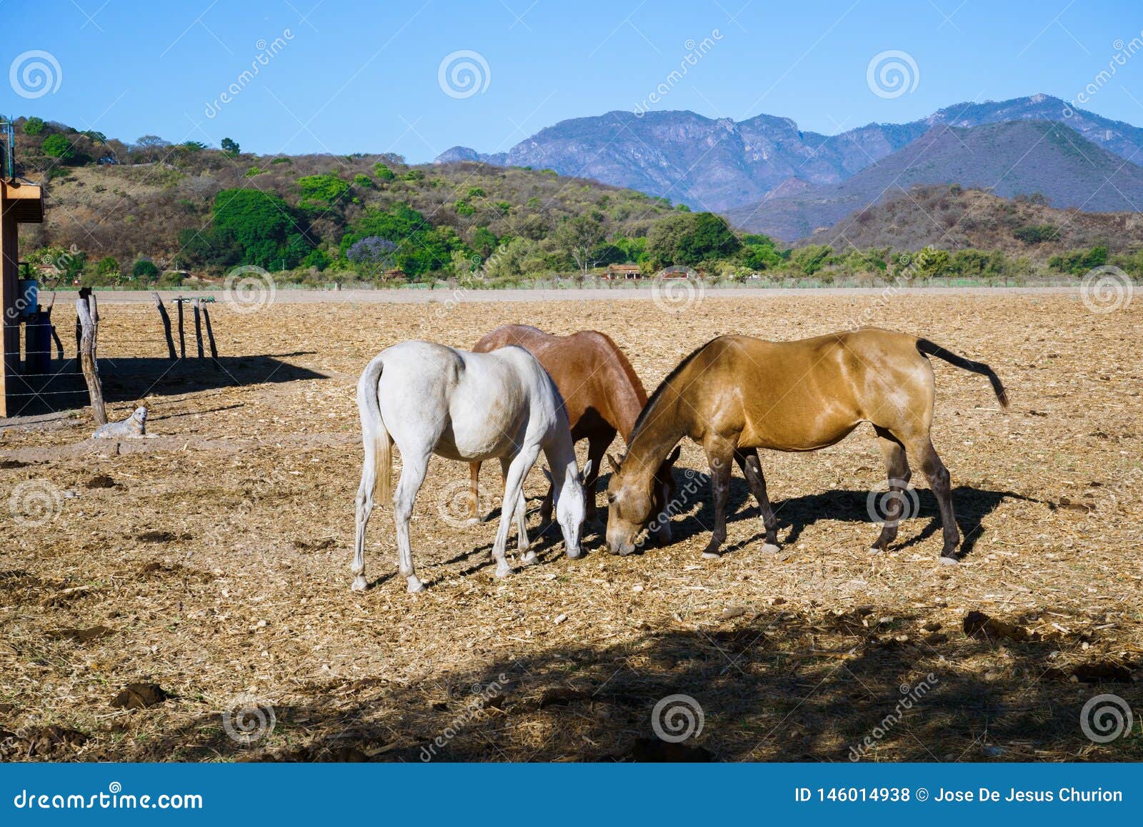 mascota jalisco mexico, horses are grazing in the field in the morning.