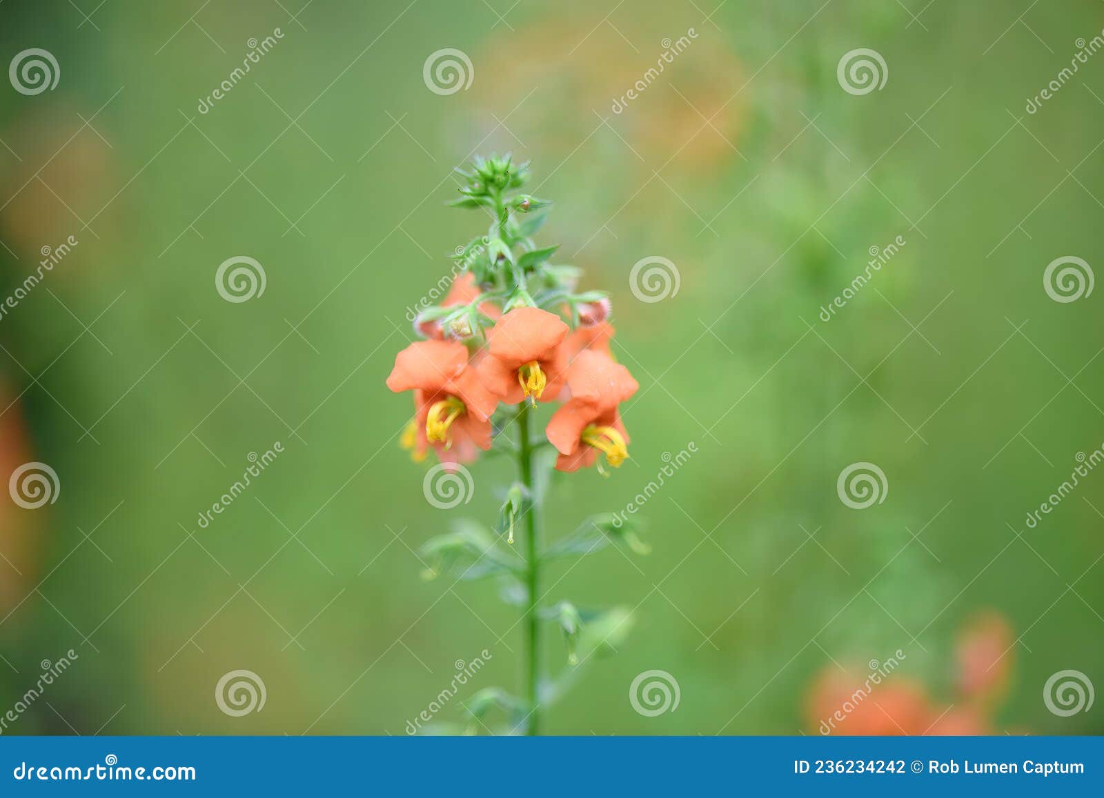 mask flower alonsoa meridionalis, orange flower with yellow stamen