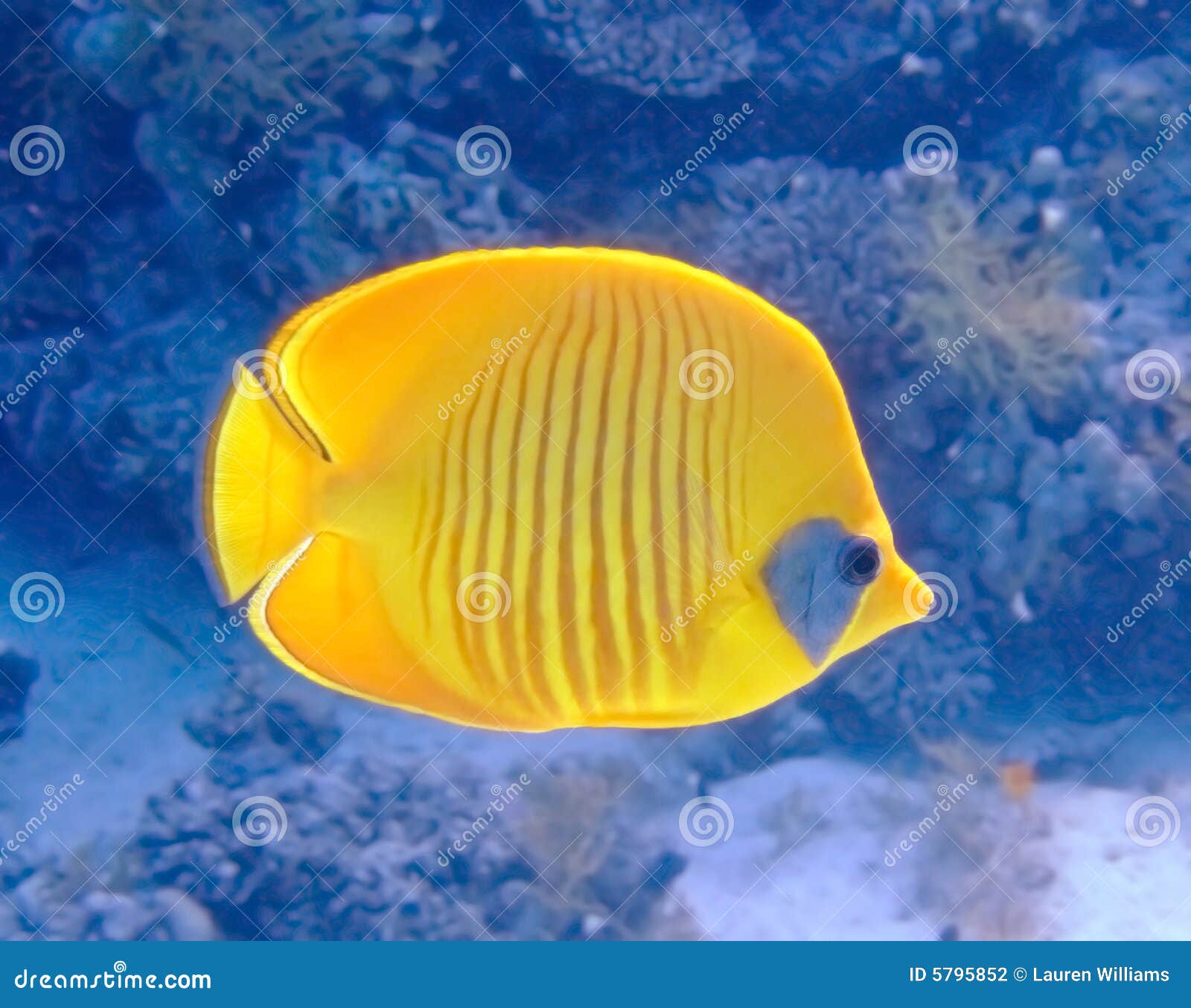 masked butterfly fish