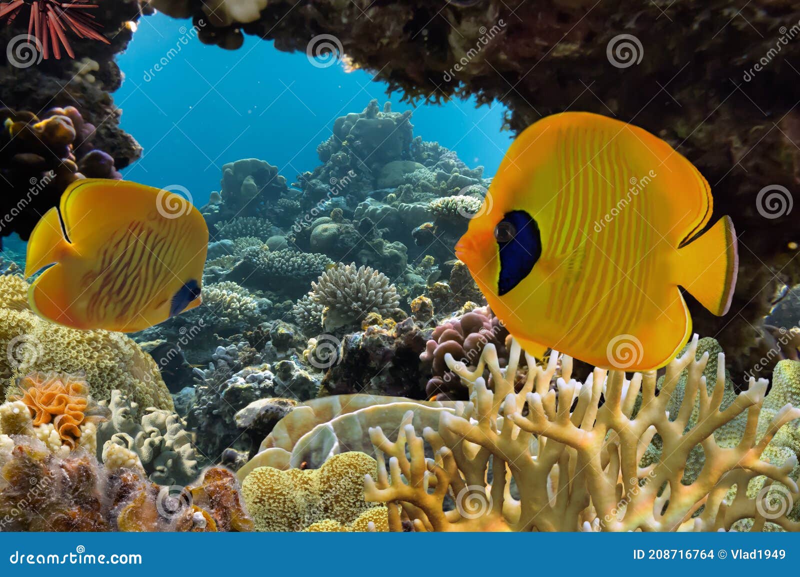 Masked Butterfly Fish and Coral Reef Stock Photo - Image of travel ...