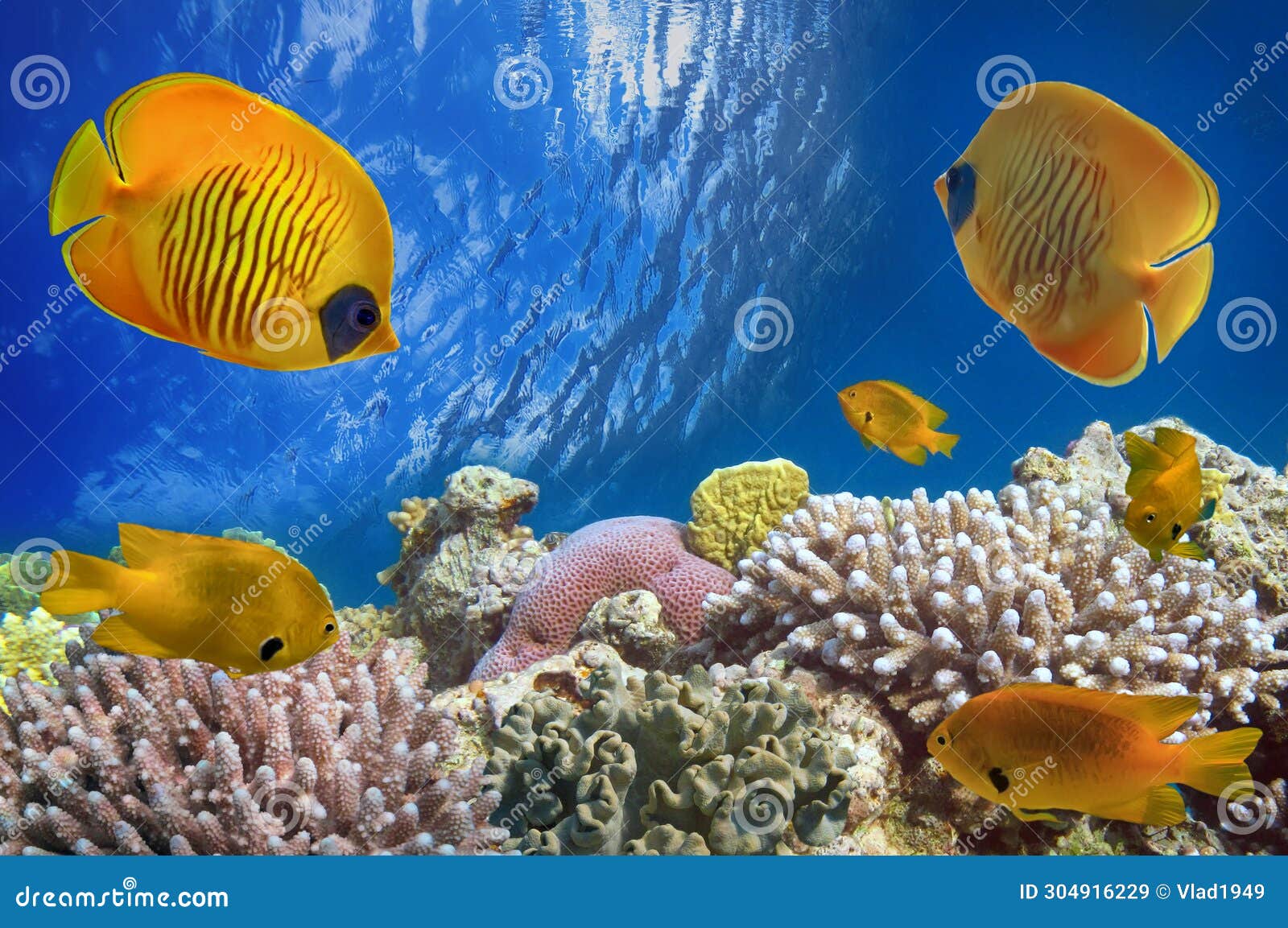 Masked Butterfly Fish and Coral Reef, Red Sea, Stock Image - Image of ...