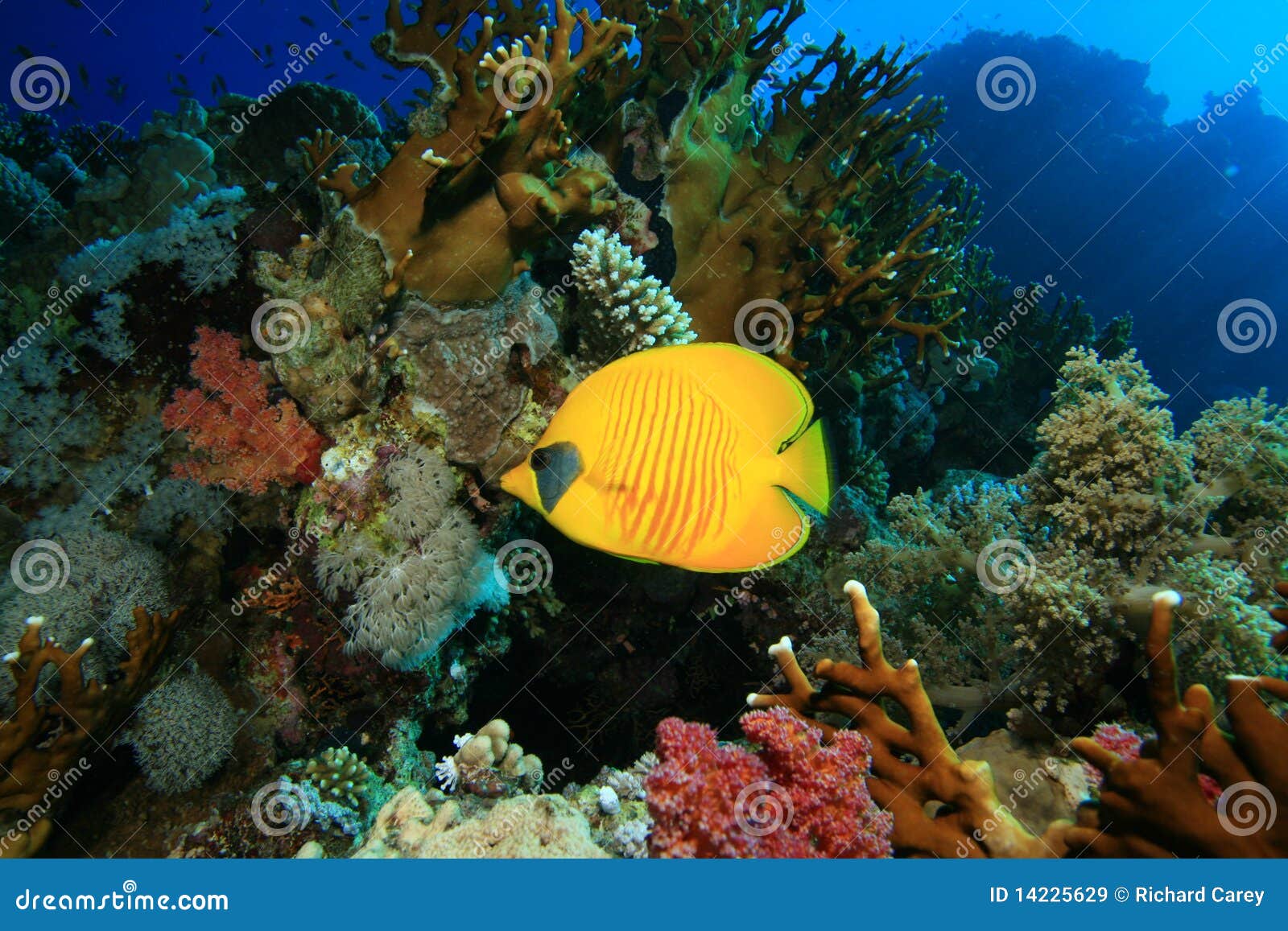 Masked Butterflyfish stock image. Image of animal, beauty - 14225629