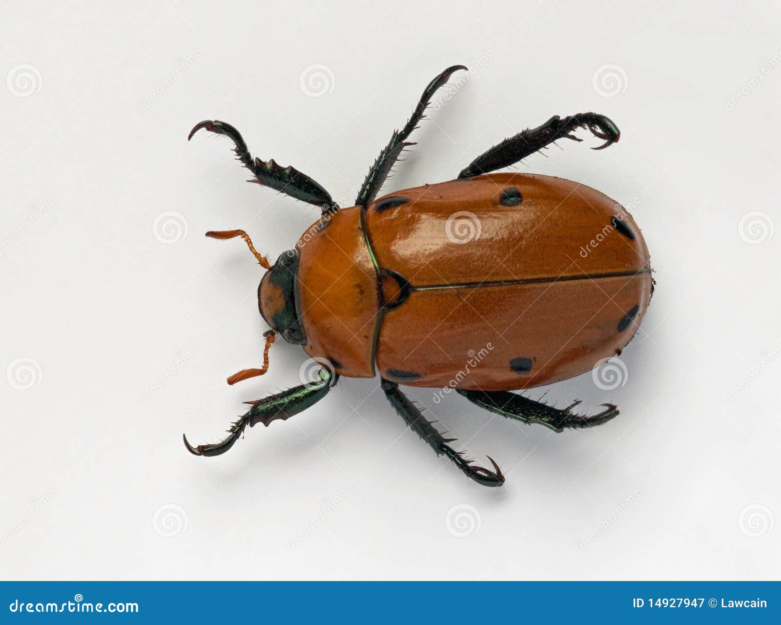masked chafer beetle