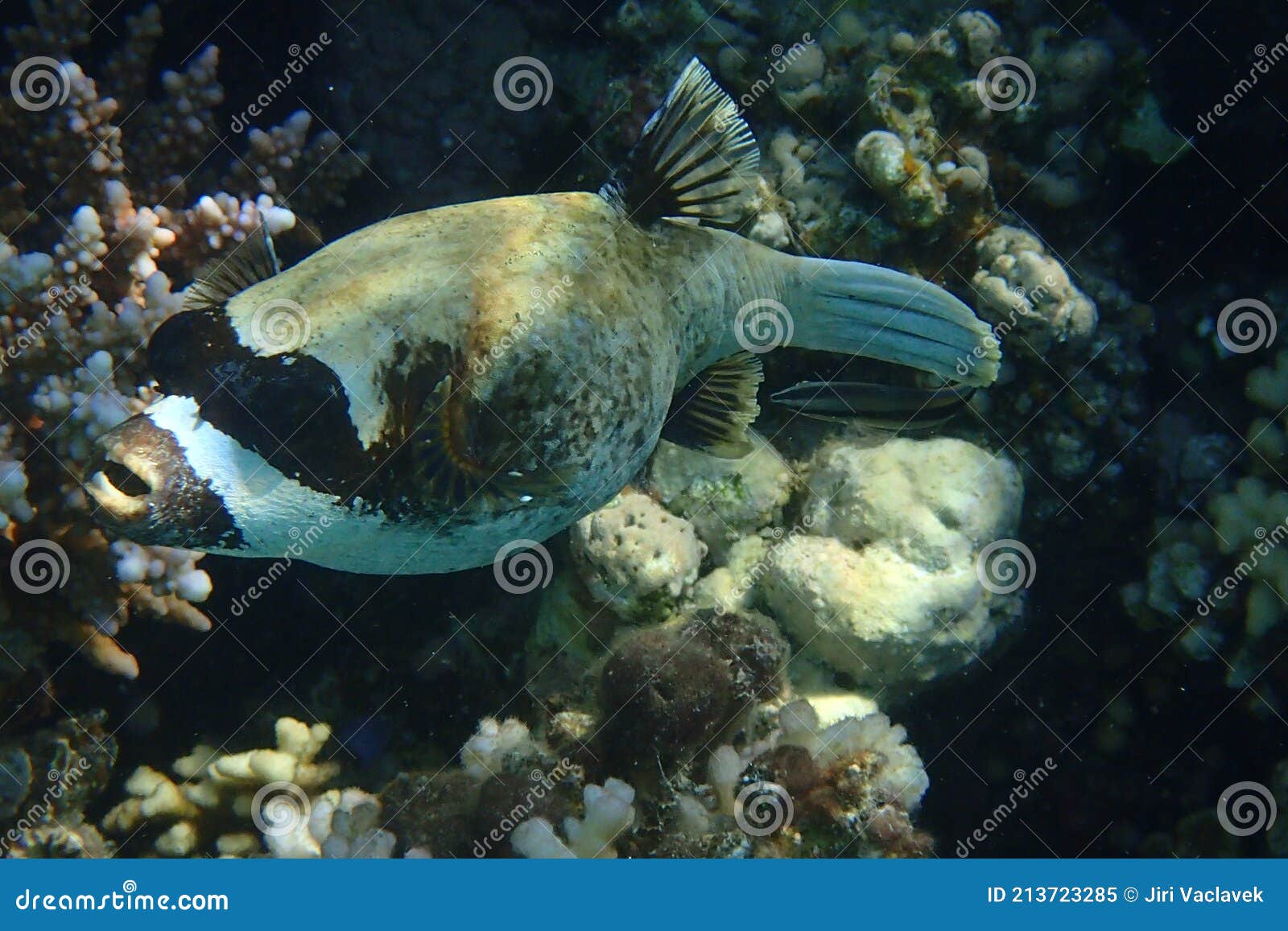 The Masked Puffer, Arothron Diadematus Fish Stock Image - Image of ...