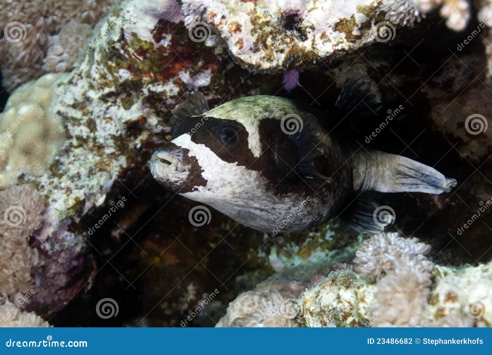 Masked Pufferfish in the Red Sea. Stock Photo Image of bottom, reef