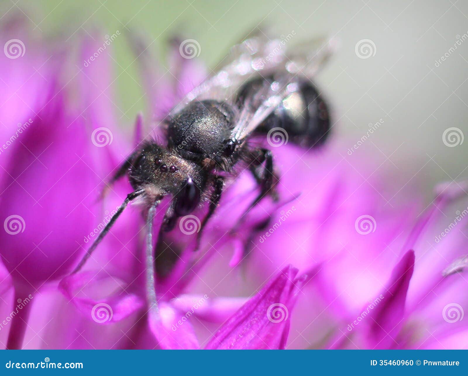 Mason Bee on Allium stock photo. Image of megachilidae 35460960