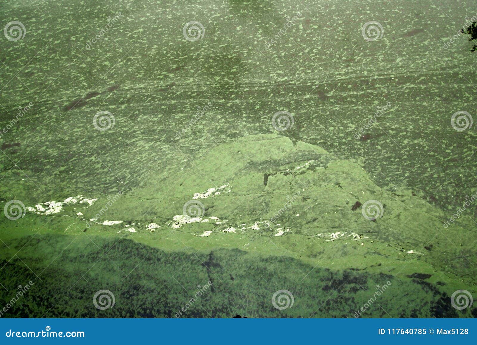 Algae Formed In The Water, Green Algae Formed In The Fountain Pool