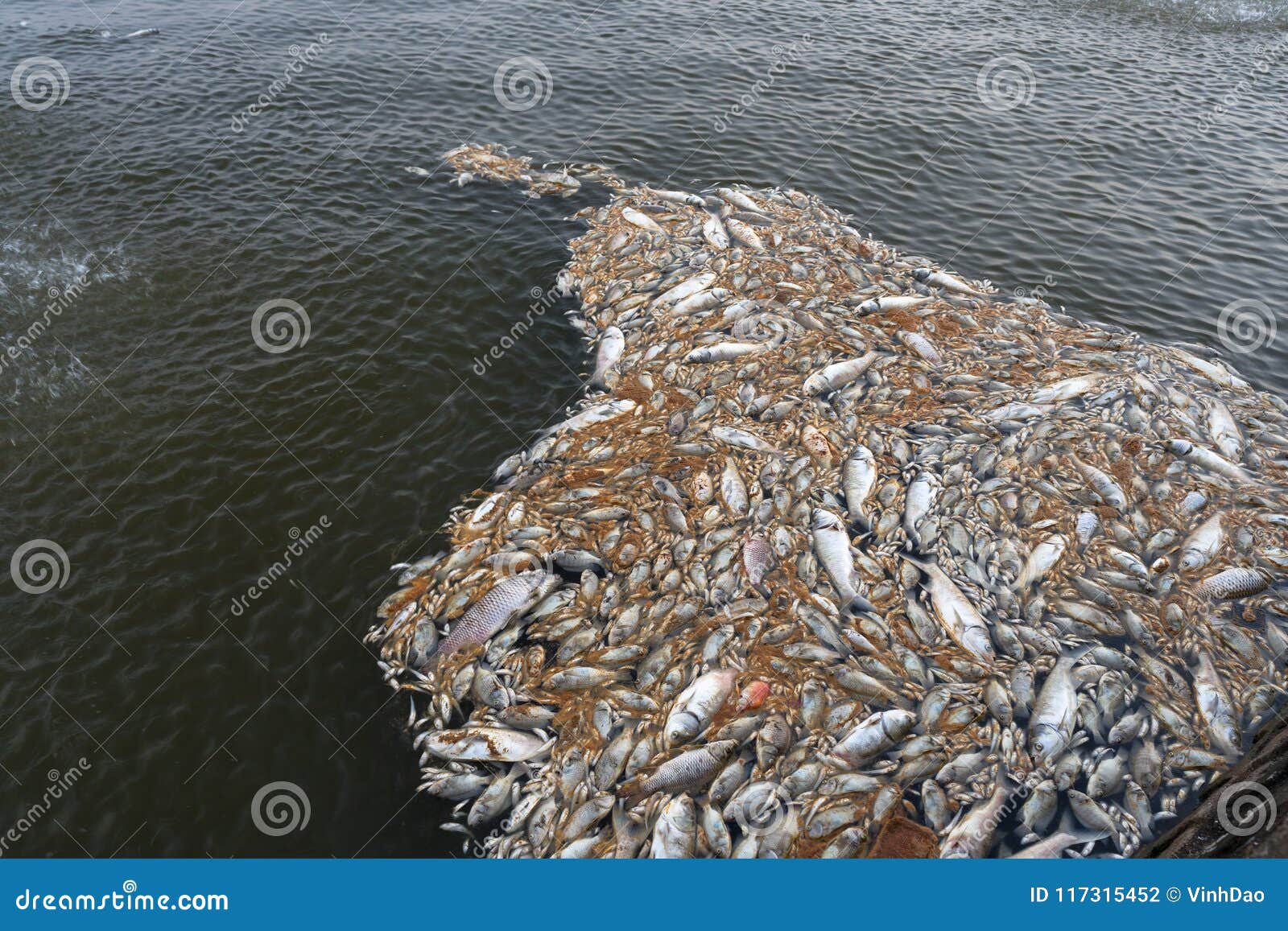 Mass Death of Fish Floating on Polluted Lake Water Stock Photo - Image ...