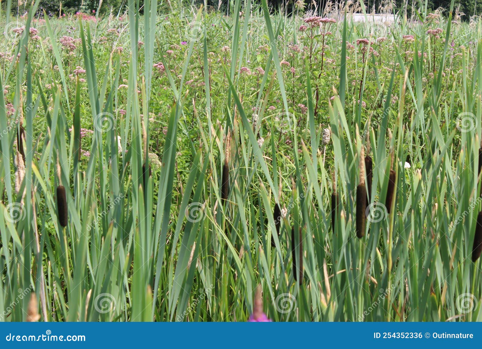 Mass of reeds and grasses stock photo. Image of mass 254352336