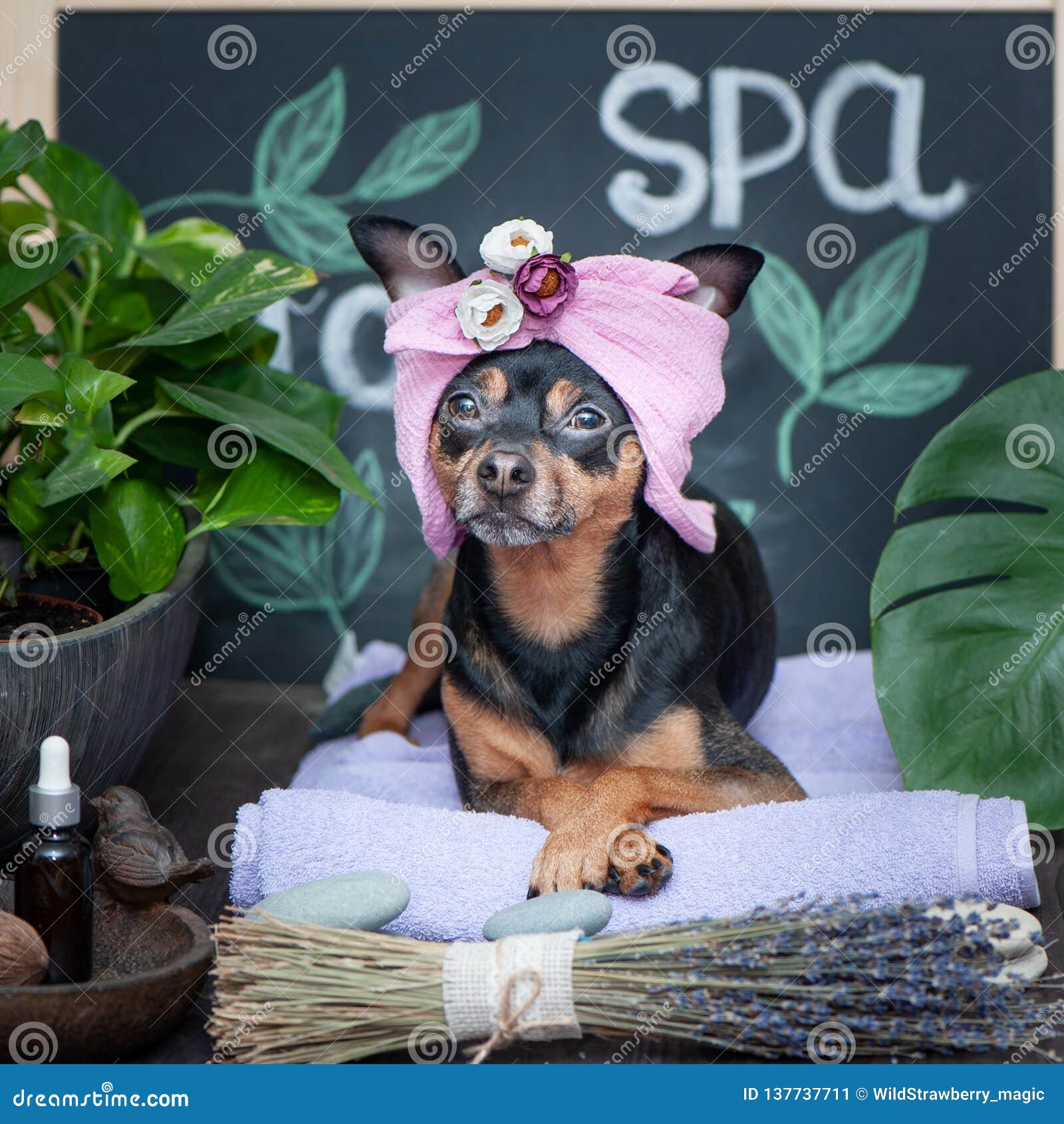 2,562 Funny Massage Stock Photos - Free & Royalty-Free Stock Photos from  Dreamstime