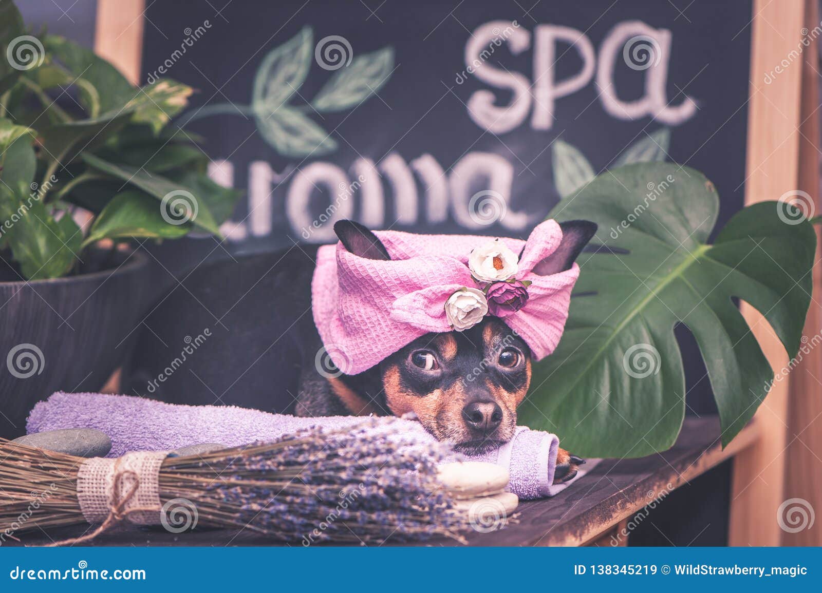 2,562 Funny Massage Stock Photos - Free & Royalty-Free Stock Photos from Dreamstime 2,562 Funny Massage Stock Photos - Free & Royalty-Free Stock Photos from Dreamstime