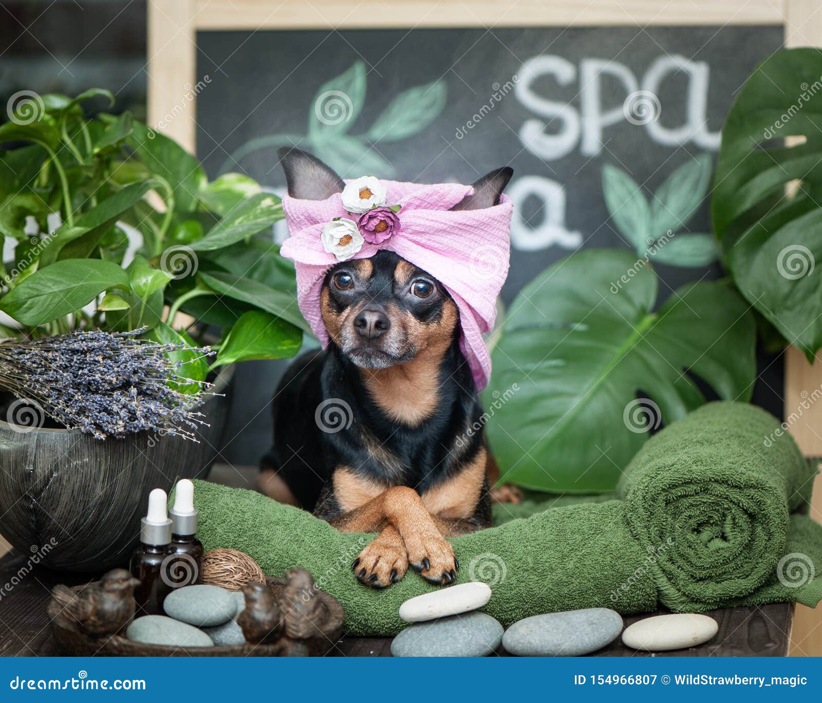 2,562 Funny Massage Stock Photos - Free & Royalty-Free Stock Photos from Dreamstime 2,562 Funny Massage Stock Photos - Free & Royalty-Free Stock Photos from Dreamstime