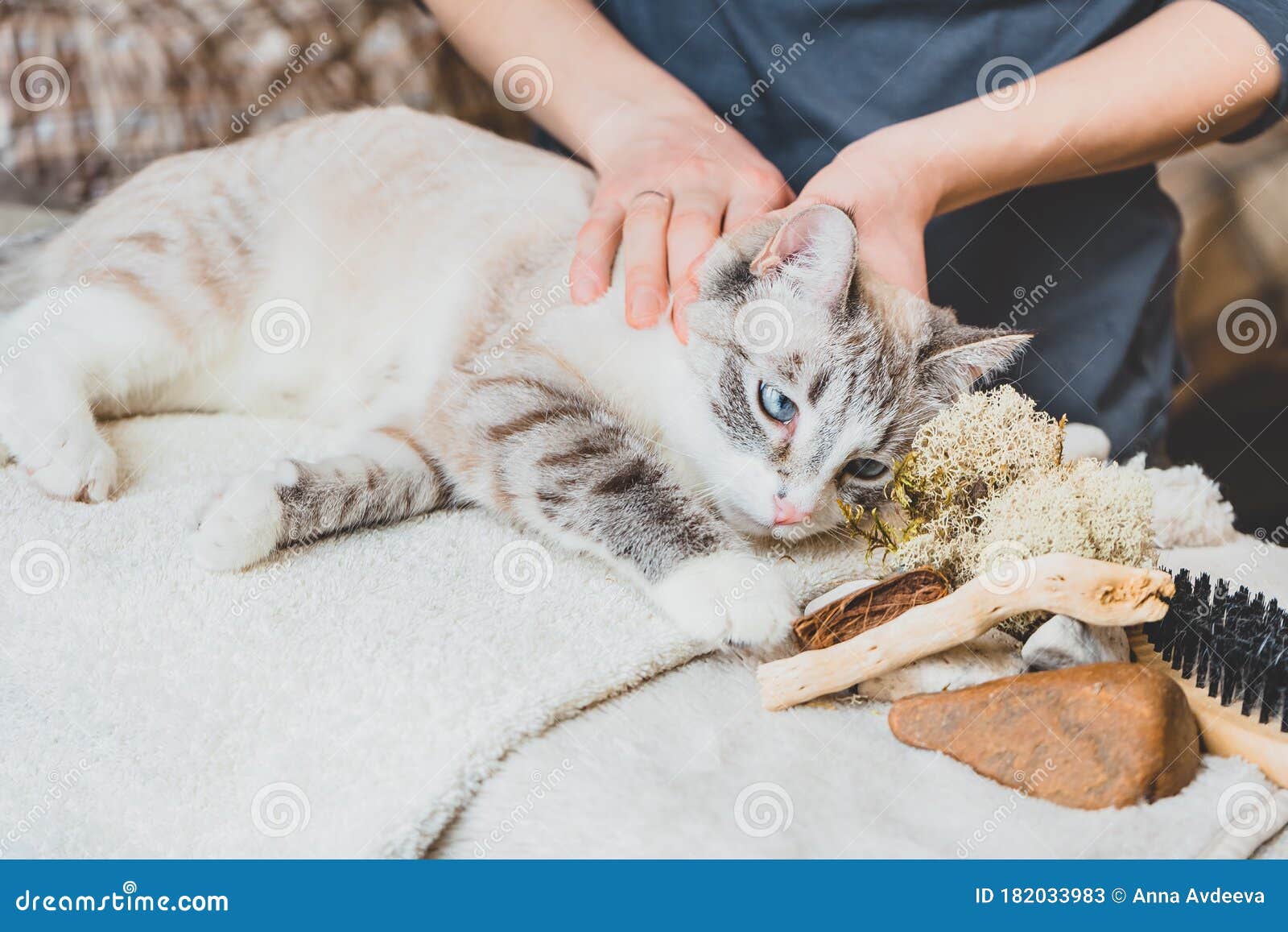 Massage of the Upper Back and Neck of the Cat Stock Image Image of