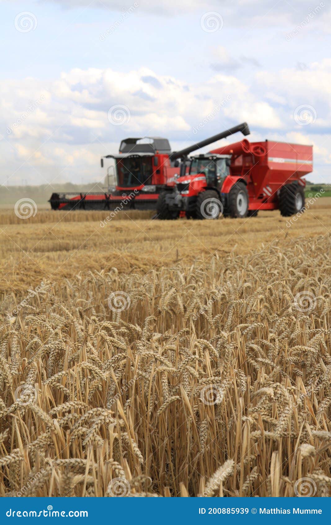 massey ferguson mÃÂ¤hdrescher bei der weizenernte