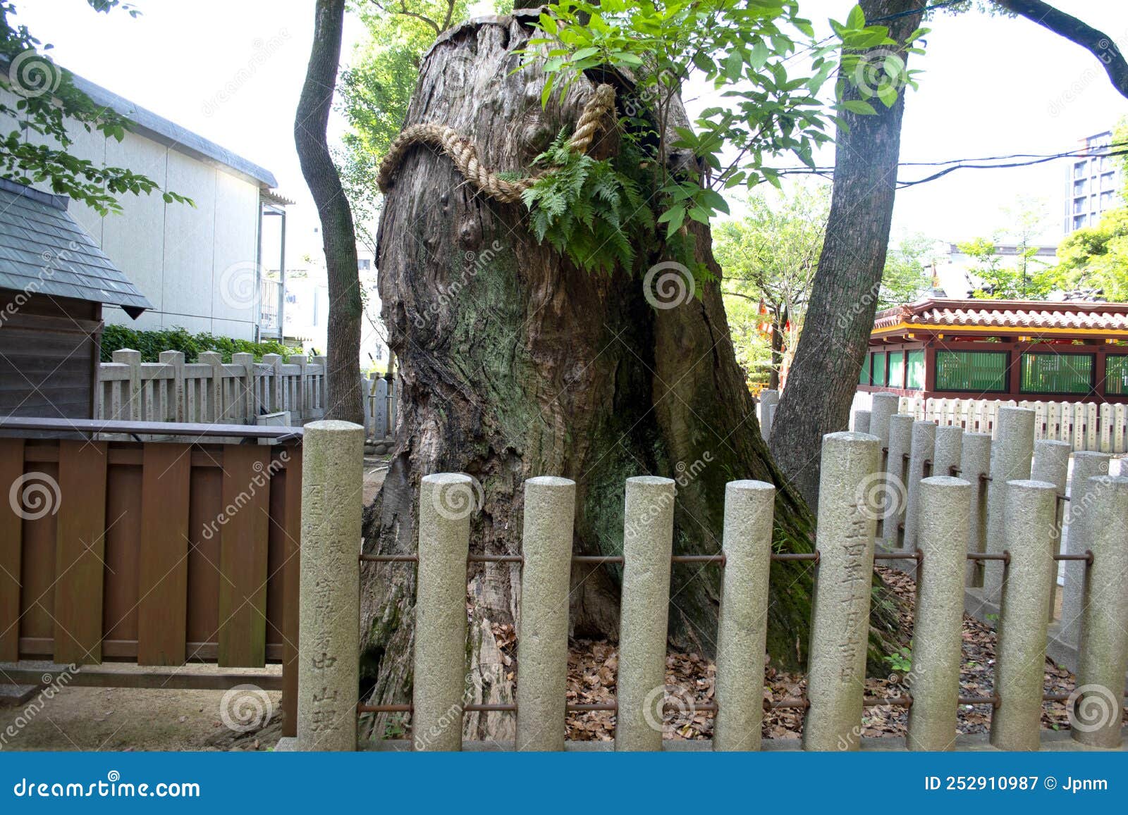 Massive Ancient Tree Stump that is Sacred in Japan Editorial