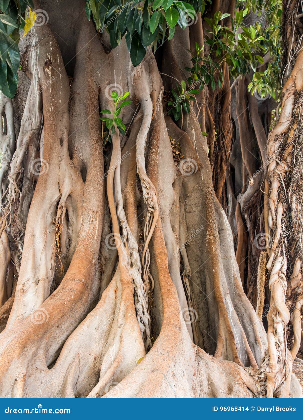 Massive Banyan Tree in Cartegena Stock Photo Image of banyan, ancient