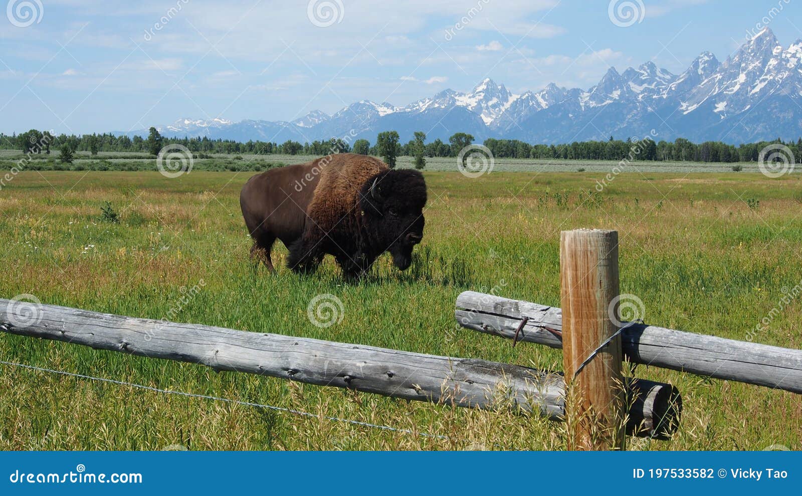 massive bison walk near the road in yellowstone