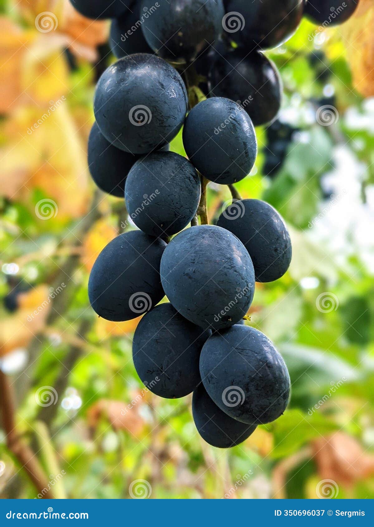 a massive bunch of blue grapes. the second half of summer, the beginning of autumn - the time of ripening of sweet grapes