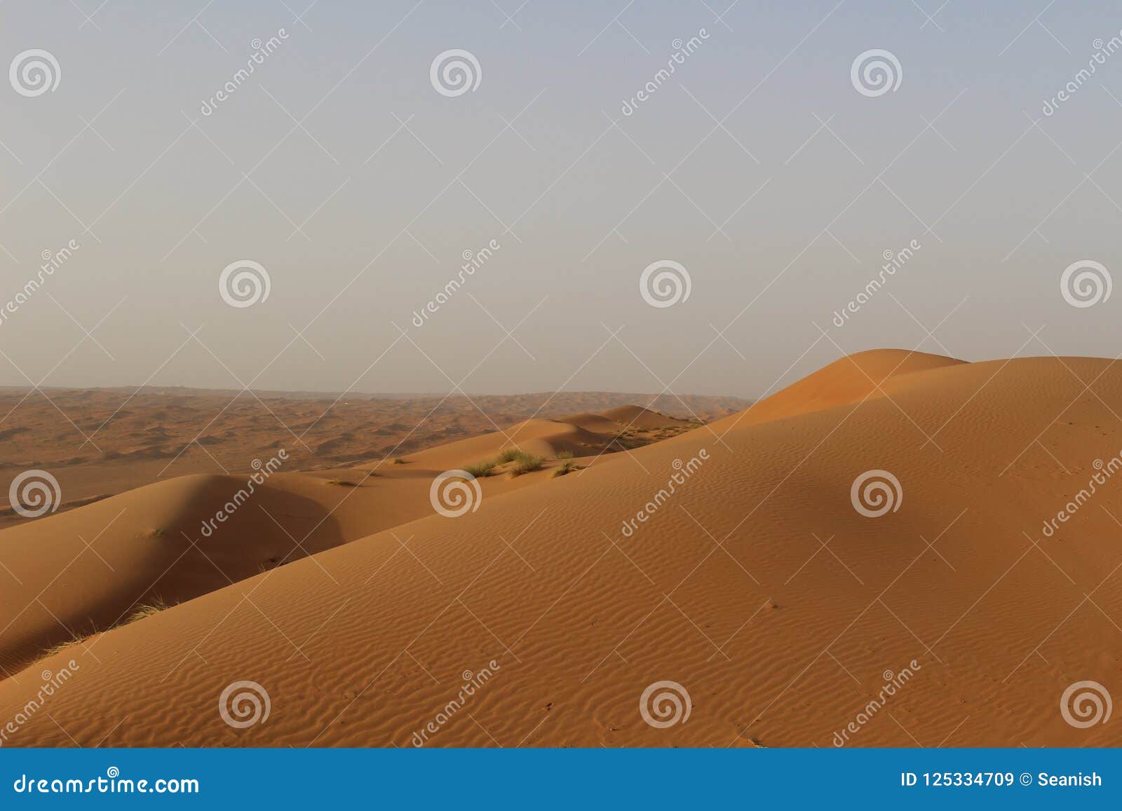 a massive dune in wahiba sands in oman