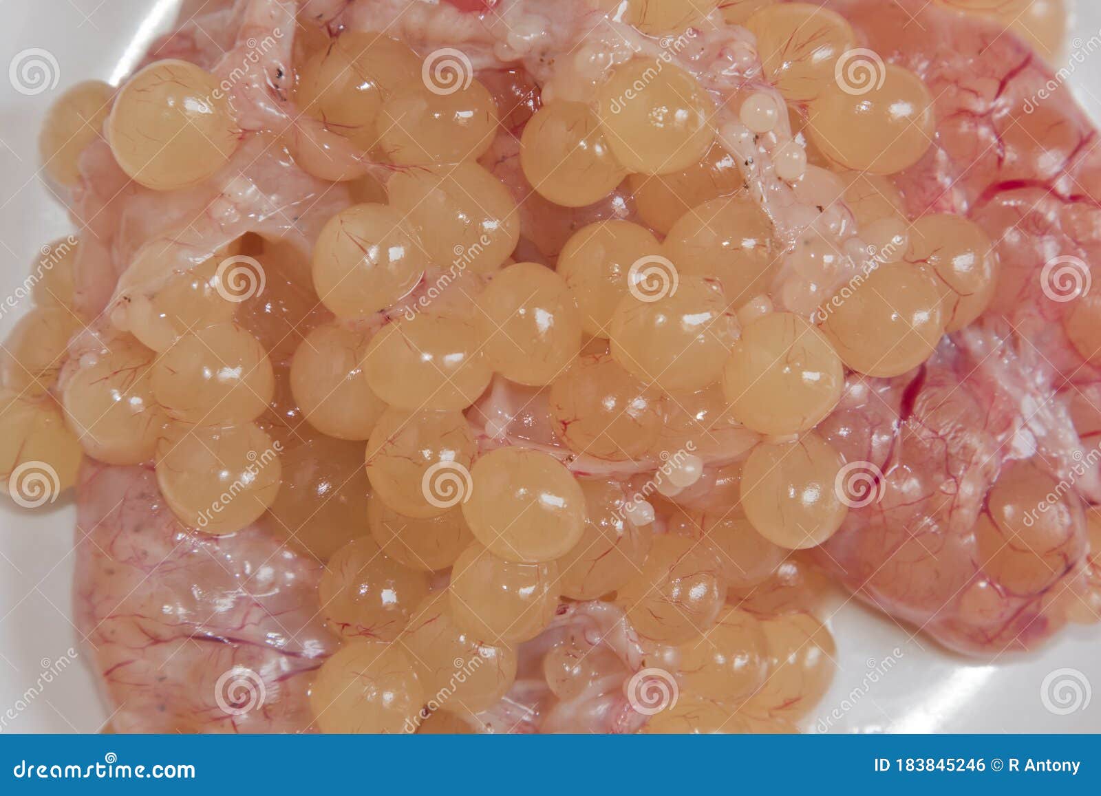 Massive fresh fish eggs stock photo. Image of eggs, fresh 183845246
