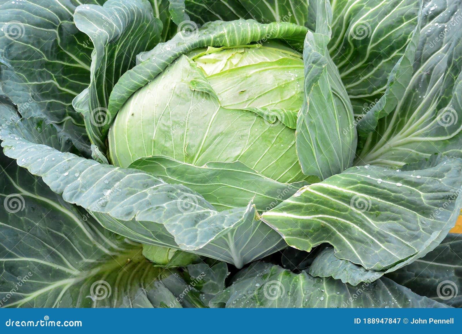 Massive Head of Fresh Cabbage Stock Image Image of unbelievable