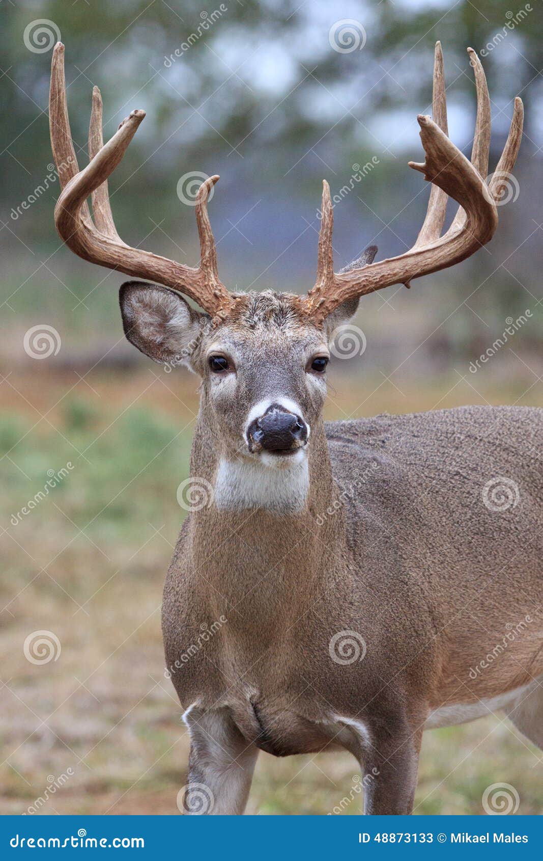massive heavy typical whitetail buck