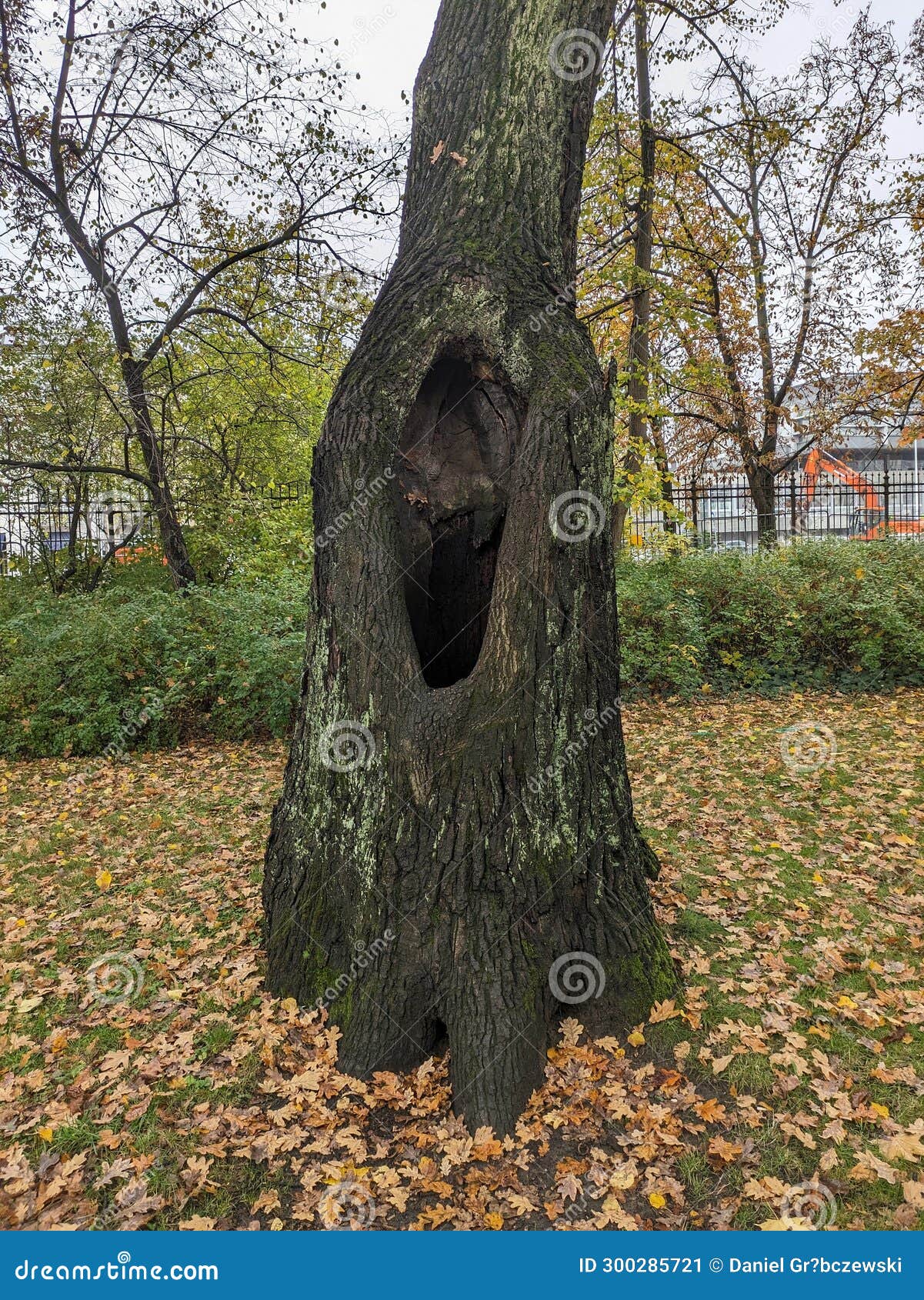 massive hole in the trunk of a tree