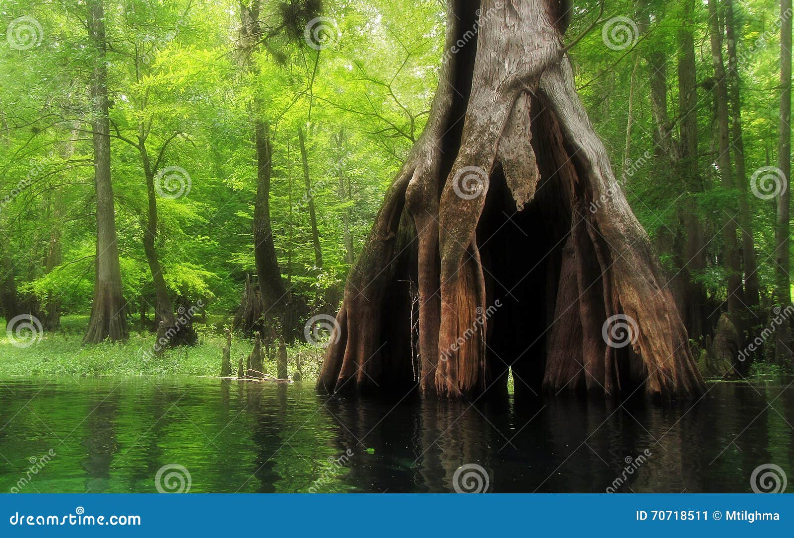 massive hollow cypress tree in lush swamp