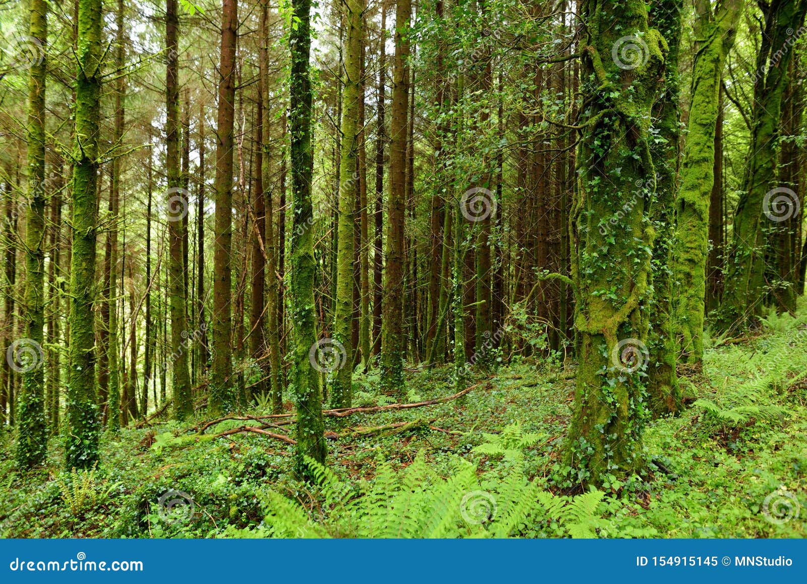 Massive Pine Trees With Ivy Growing On Their Trunks Impressive