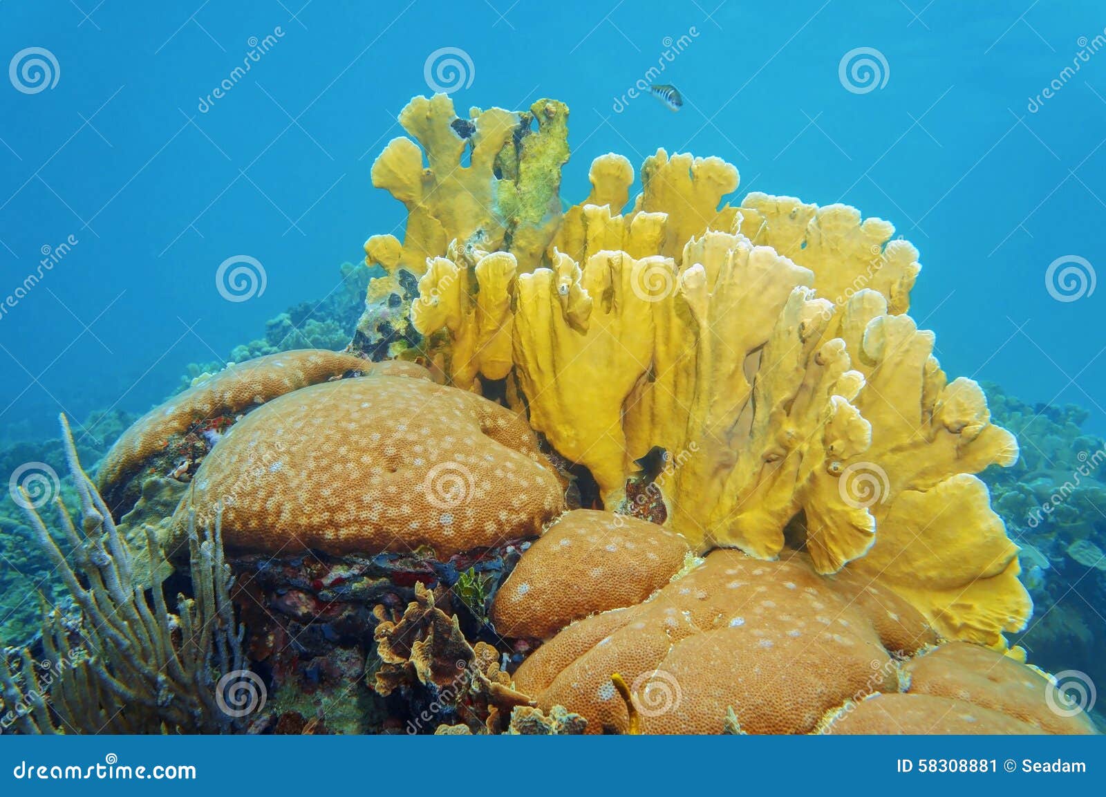 Massive Starlet and Bladed Fire Corals Underwater Stock Image - Image ...