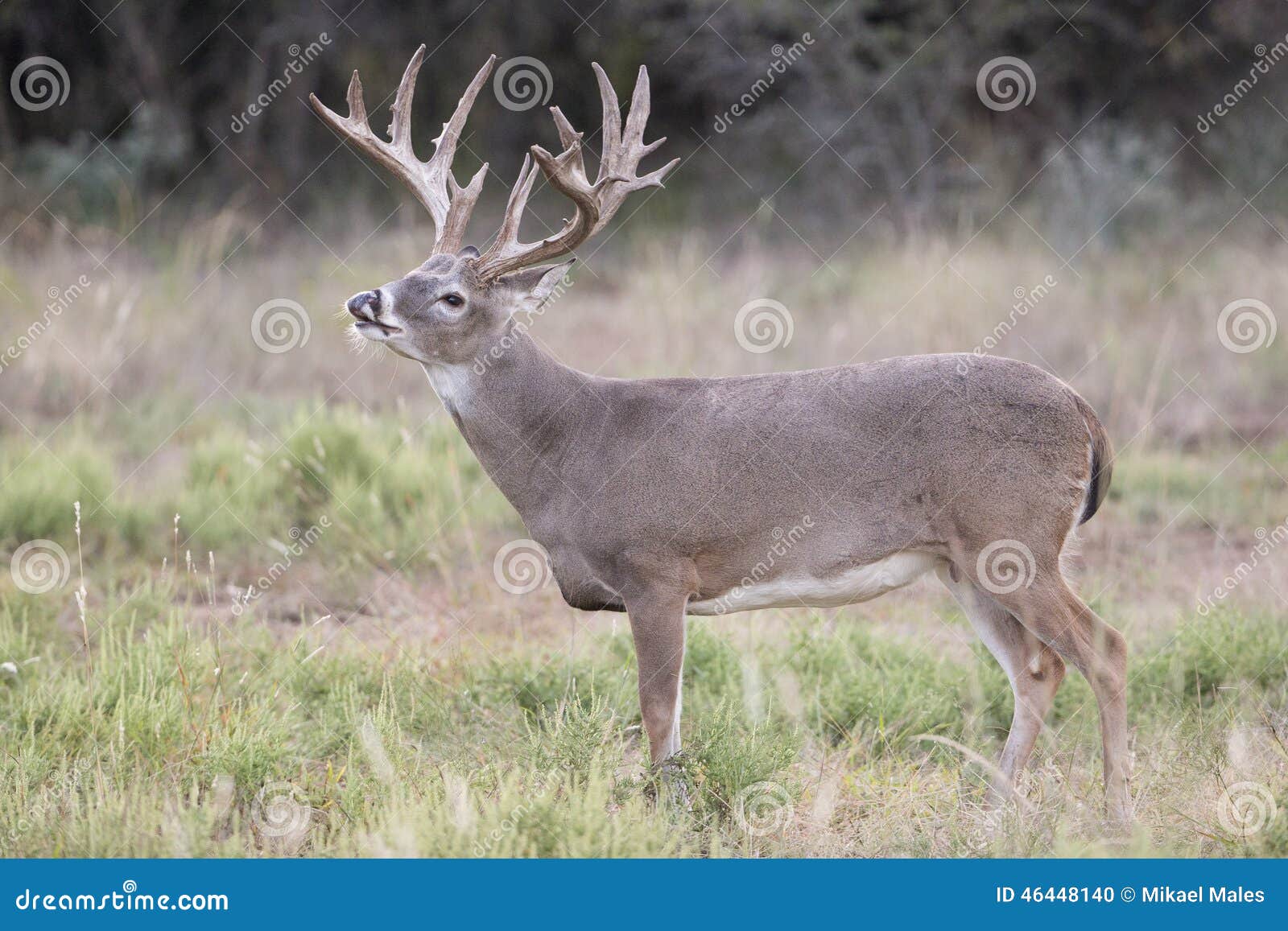 massive whitetail buck with head up