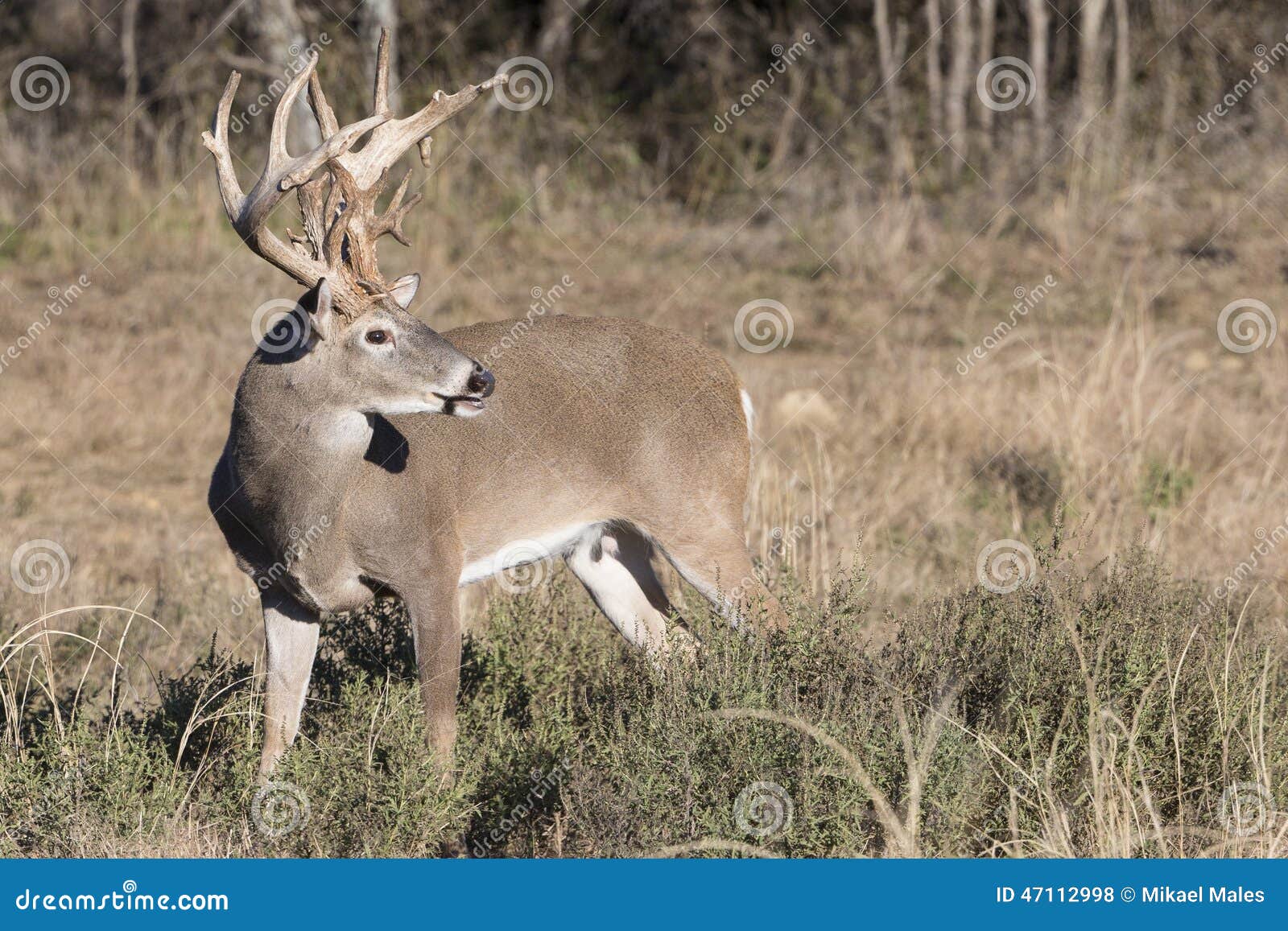 massive whitetail buck in side view