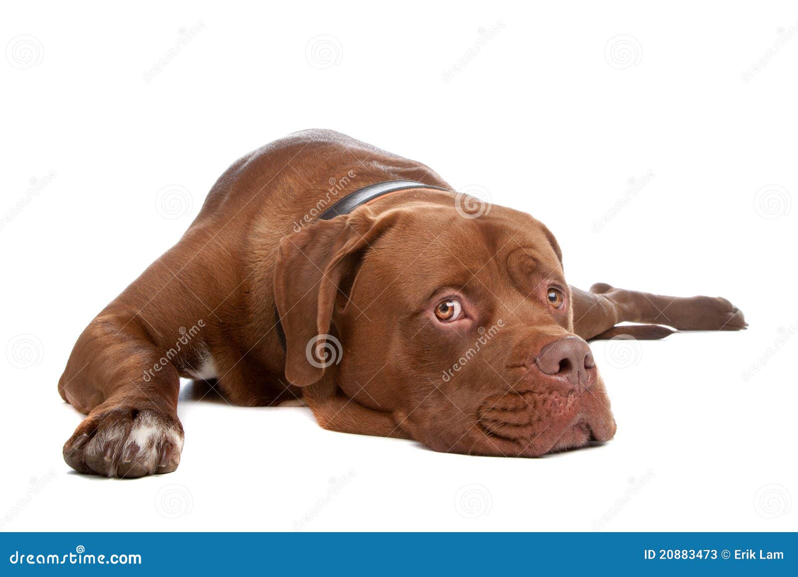 Cruce De Mastín Inglés Y Tosa Inu Imagen de archivo - Imagen de estudio,  cansado: 20883473, image size:1600x1157