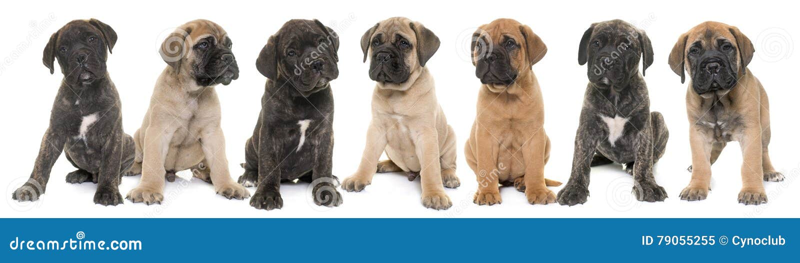 Champú para el tratamiento de pulgas y garrapatas para perros – Pet Life  Unlimited, image size:1600x527