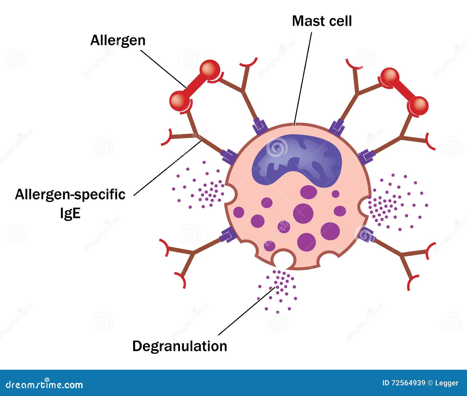 mast cell and allergen