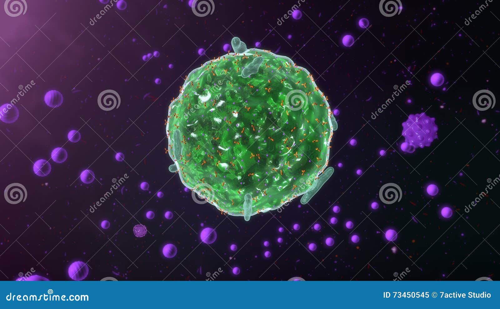 mast cell