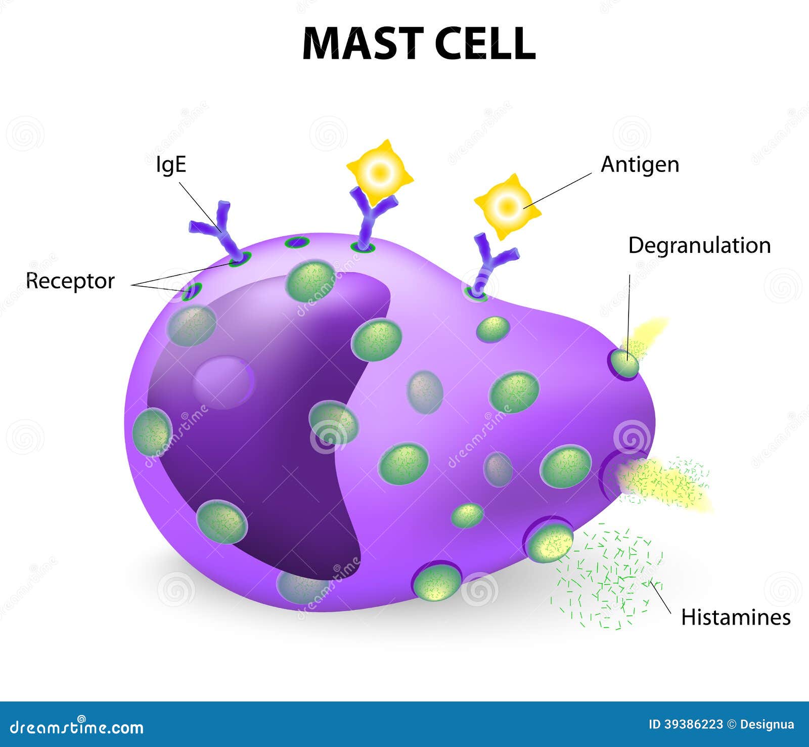 Mast Cell Or A Mastocyte, Labrocyte Stock Vector - Illustration: 39386223