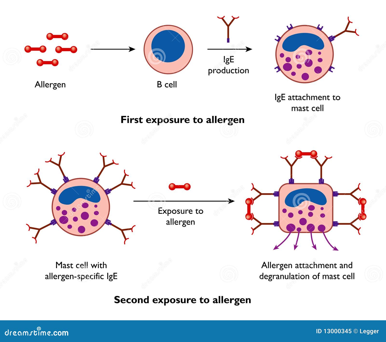 mast cells and allergy
