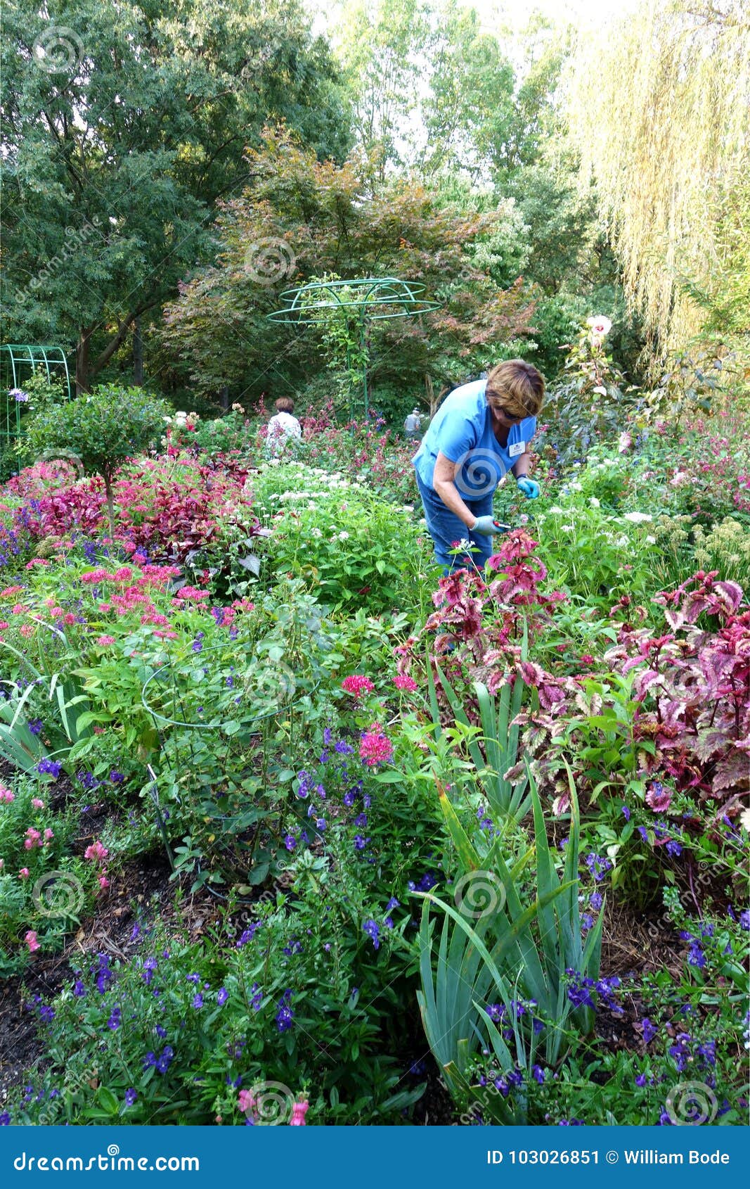 Master Gardener Working In Botanical Garden Editorial Photo