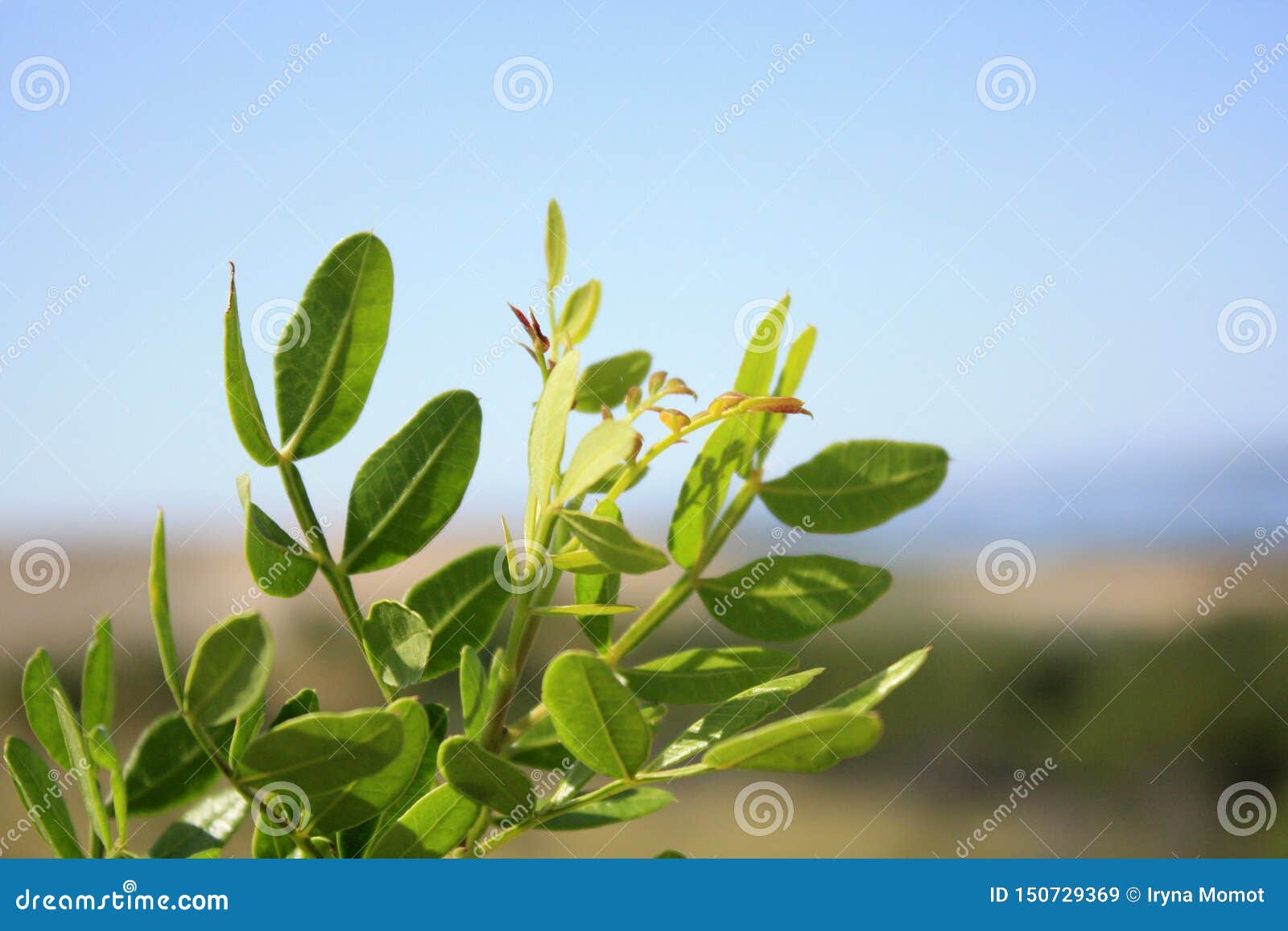 Mastic Tree, Pistachio Lentiscus on the Sea Side. Stock Image Image