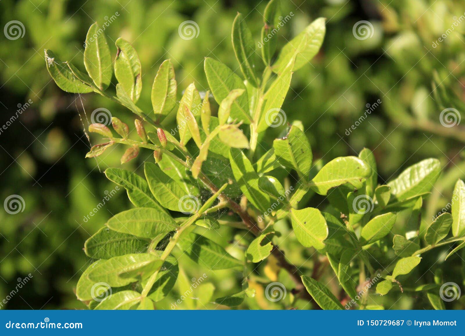 Mastic Tree, Pistachio Lentiscus on the Sea Side. Stock Image Image