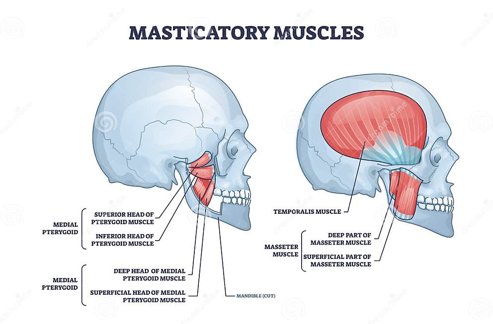 Masticatory Muscles and Cheek Bones Muscular System Anatomy Outline